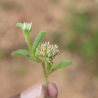 <i>Allmania nodiflora</i>  (L.) R.Br. ex Wight